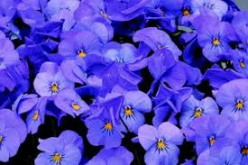 `Blue For You` `Blue For You`