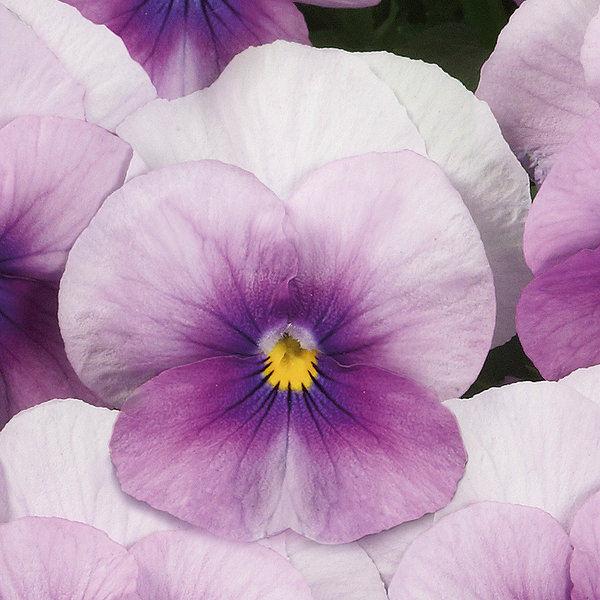 'Rose Frost' 'Rose Frost'