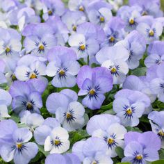 ‘Sky Blue Martien’ ‘Sky Blue Martien’