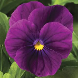 'Bright Purple' 'Bright Purple'