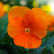 'Deep Orange' 'Deep Orange'
