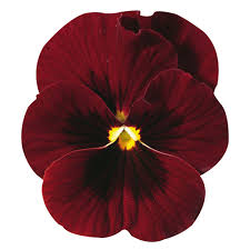 'Red with Bloch' 'Red with Bloch'