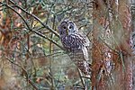 Owl. Photo: Arne Ader.