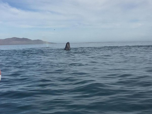 Grey Whale Spyhopping, Puerto Chale, BCS