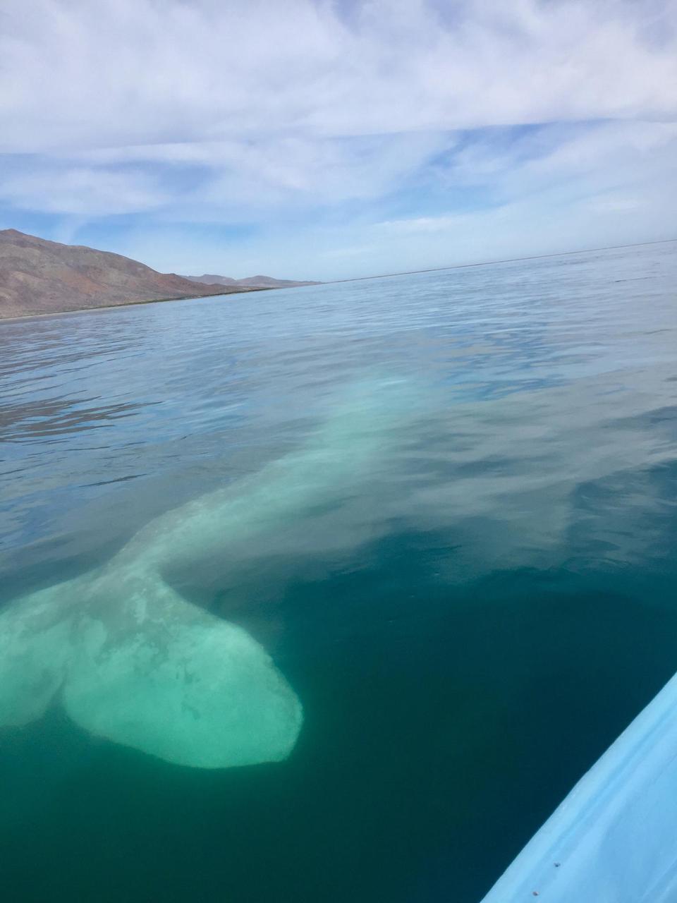 Albino Grey Whale, Puerto Chale, BCS