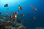Scuba Diving in the Sea of Cortez