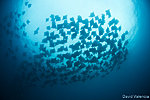 Mobula Rays in the Sea of Cortez