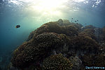 Coral Reef in the Sea of Cortez