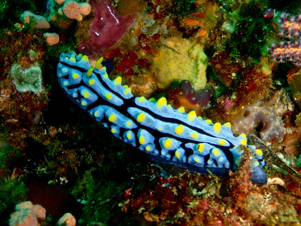 Random sea slug found in Komodo Islands, Indoesia