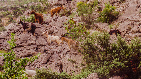 Goats in Montenegro Goats in Montenegro