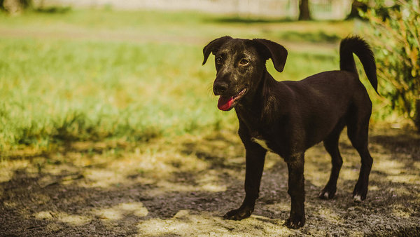 A dog from a ditch A dog from a ditch