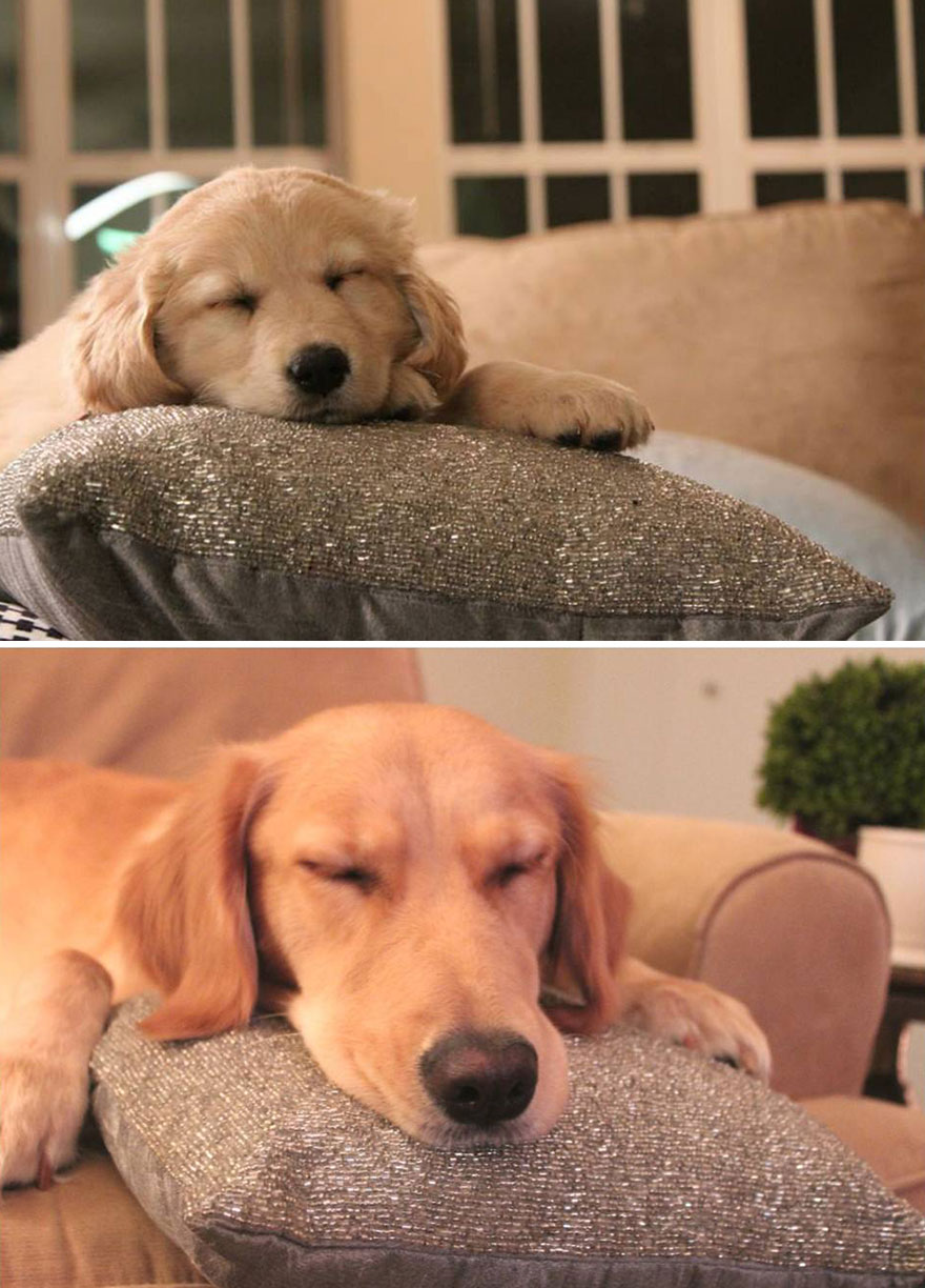 puppies puppies