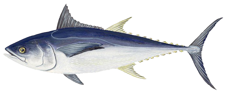 Тунец - Длиннохвостый тунец