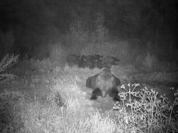 Tõestusmaterjaliks rajakaamera foto samalt jahialalt. Räägitakse, et metssead pelgavad karu aga nad peavad lihtsalt ootama kuni mõmm laiamise lõpetab.