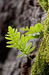 Kivi imar (Polypodium vulgare)