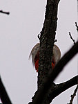 woodpecker playing hide and seek, Estonia