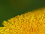 dandelion up close, Estonia