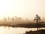 foggy morning in Kakerdaja bog, Estonia