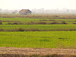 fields on Don Khong island, Laos