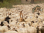 kitse- ja lambakari teel Shatilisse, Gruusia