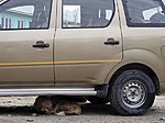 a dog under our car