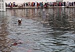 fish and devotees in Golden Temple