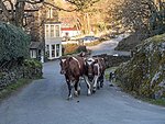 cows on the street