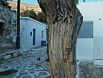 Kallitsos with a tree and a cat