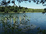 Niinsaare järv