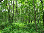 forest on Pakri peninsula