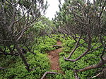 easy pine trail