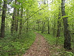 forest path to Sonda