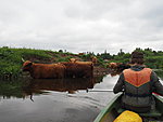 water cattle