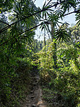 trail to Wat Pha Lat