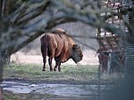 life in Teremiski: bison in the back yard