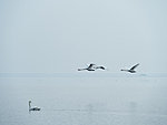 swans have returned, Hiiumaa, Estonia