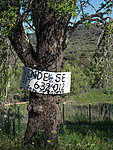 tree for sale