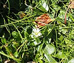 common mouse-ear