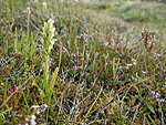 Platanthera hyperborea 