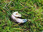a claw on moss