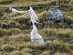 the wool that is left somewhere is used by the birds to insulate their nests
