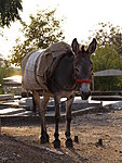 a donkey in the cemetery, Khorramabad