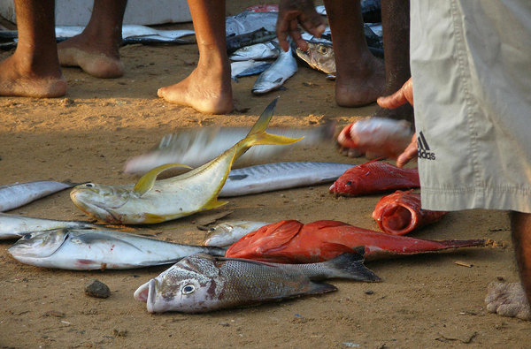 morning catch in Hikkaduwa, Sri Lanka