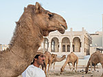 kaamelid Dohas, Qatar