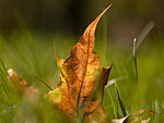 a leaf, Estonia