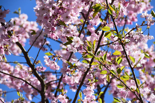Õitsvad kirsipuud Jaapani aias. Foto Maret Põldveer-Turay. Tallinna Ettevõtlusamet