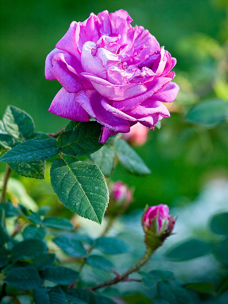Kadriorg Jubilee Rose. Photo: Tiit Koha