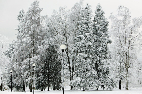 Деревья со стороны площадки Пиллапалу. Фотография: Парк Кадриорг