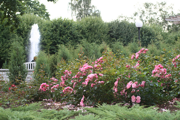 The Rose Hill was built to replace the destroyed rock garden in 2004–2005. Photo: Kadriorg Park