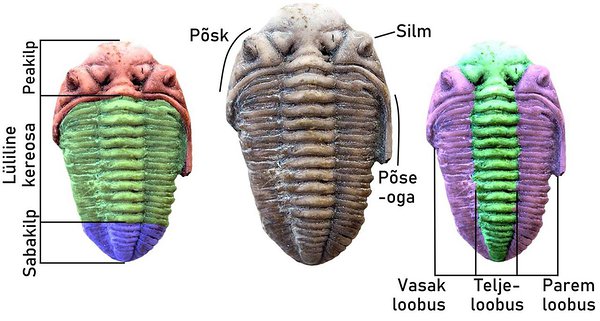 Trilobiidi anatoomia Osmussaare Chasmops Odini liigi näitel. Originaalfoto: Mare Iskar (http://geocollections.info/specimen/214713)